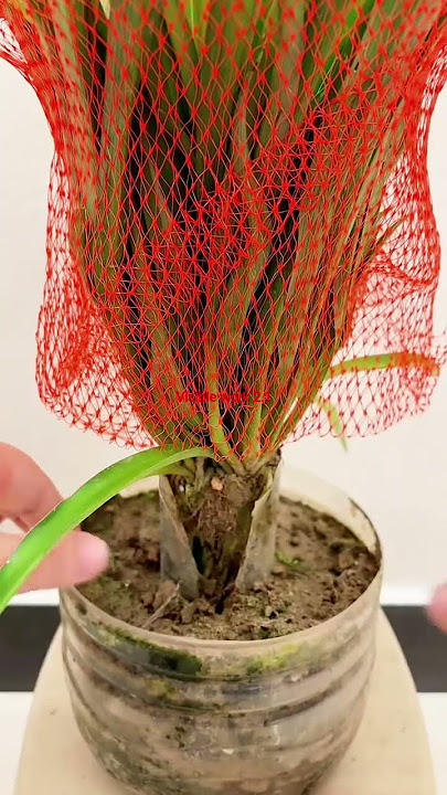 The root system has been developed for more than five months. I cut off the bottle