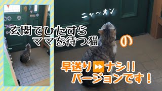 「玄関でひたすらママを待つ猫」の早送り⏩無しバージョンです‍⬛〜♪