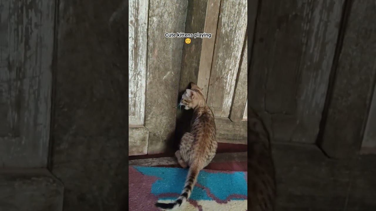kittens playing ☺️