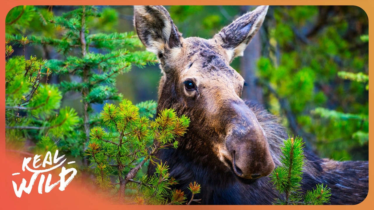 Land of the Forest Giants: A Lone Mother Moose's Fight for Survival