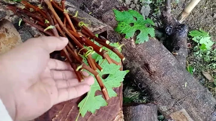 Heto po yung Cuttings namin na Binebenta mga Kaubas.