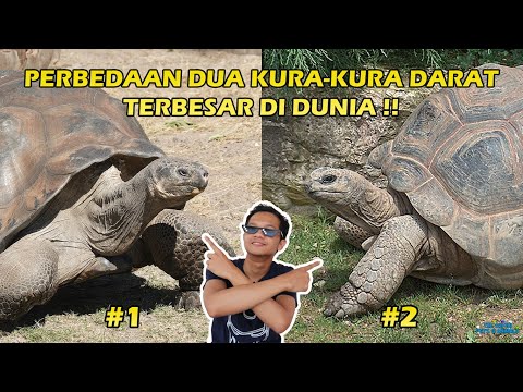 Video: Berapa bilangan kura-kura fernandina yang masih hidup?