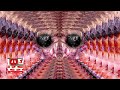 Worm Pornography stage 1
