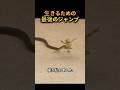生きるための 最後のジャンプ