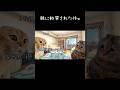 0歳の弟に小学生時代を多少捧げた話w #猫ミーム #猫ミーム日常 #親ガチャ #転校 #shorts