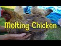 Molting Chicken