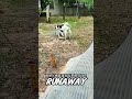 😂 This Dog Disciplines His Doggy Brother Like a Human Parent.#animals #shorts