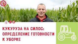 🌽Кукуруза на силос: определение готовности к уборке