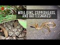 Incredible Georgia Herping! Baby Mole Kingsnake, and over 40 Rattlesnakes, Copperheads, and Garters!