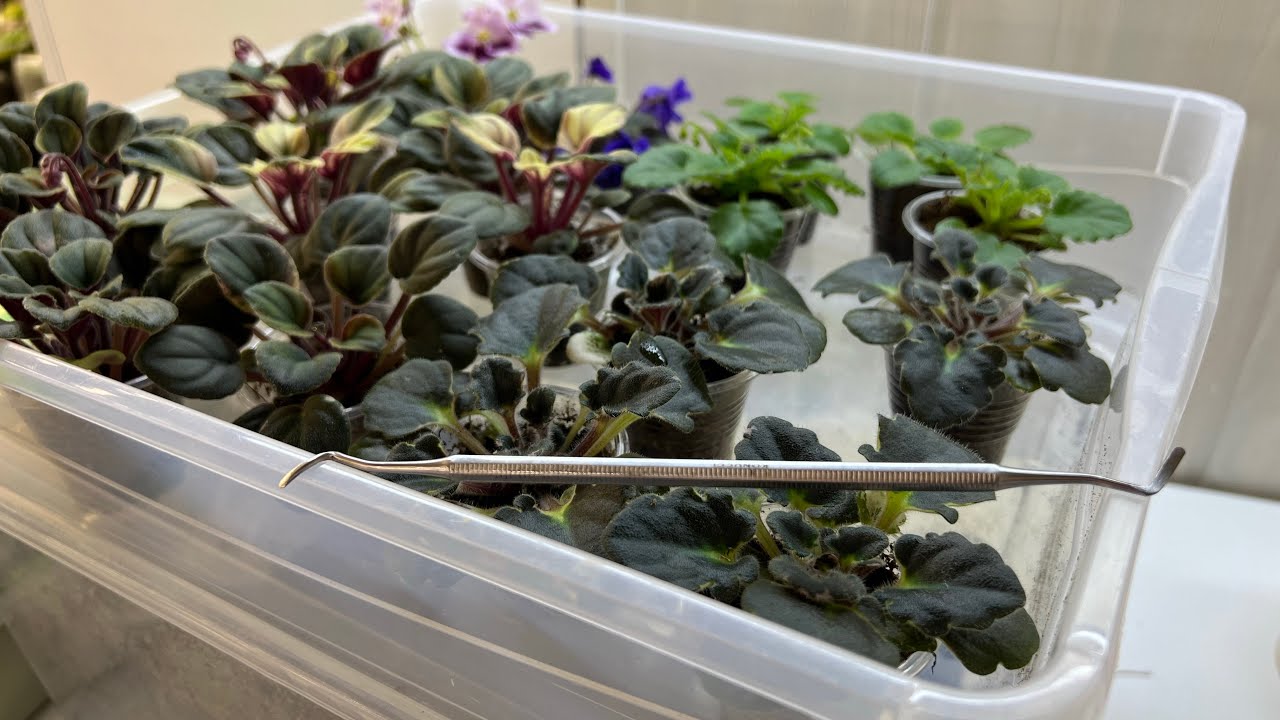 Удаляем пасынки у фиалок! Кюретка в помощь