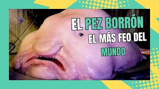 El Pez Borrón Realmente Es El Animal Más Feo Del Mundo?
