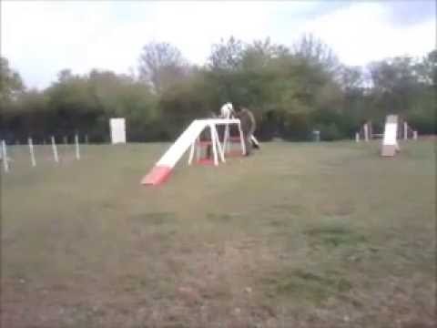 Gazoute à l'agility