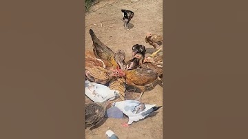 Menyuam Qaib Ej 2025