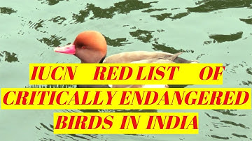 IUCN Red List of ‘Critically Endangered’ Birds in India