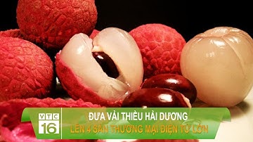 Đưa vải thiều Hải Dương lên 4 sàn thương mại điện tử lớn | VTC16