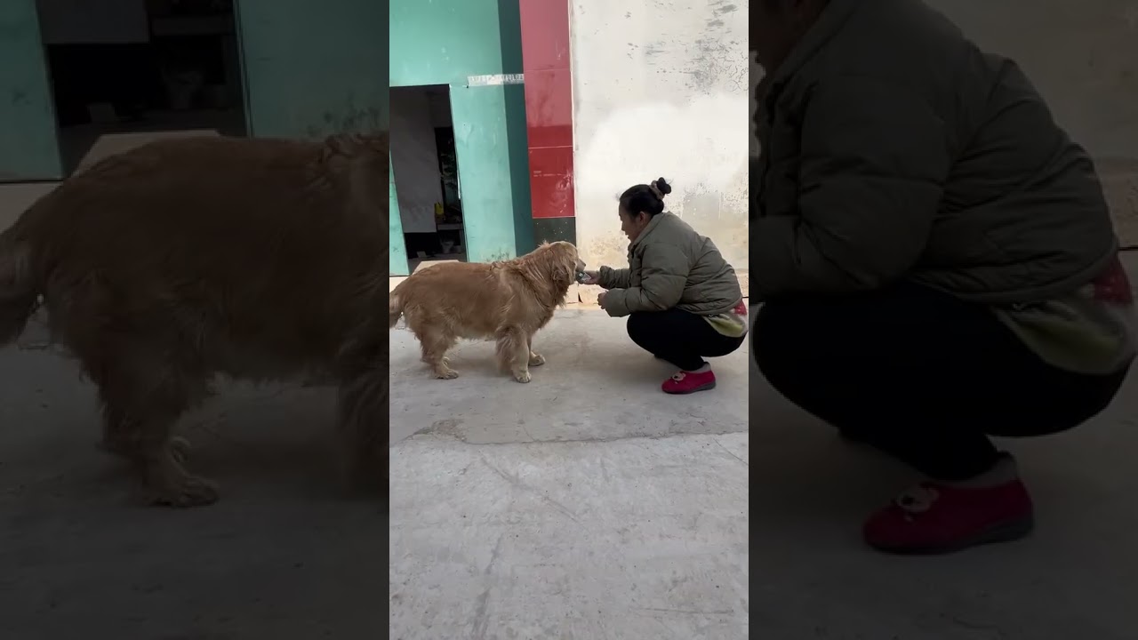 The golden retriever Hanhan had a grudge with its neighbor Lao Dengxi
