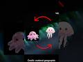 The Immortal Jellyfish 🪼