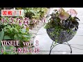 【寄せ植え】小さな森を作る/レース模様が美しい鉢/ガーデニング/カラーリーフ