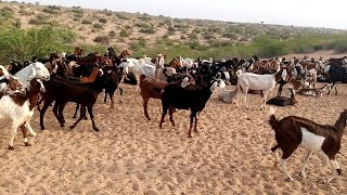 Thousands of goats Relaxing in the Desert | #Goats #Animals #Nature