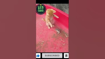 😂😂Funny Cats Videos😂😂#youtubeshorts #shortvideo #youtubeshorts #games #gameplay  #short
