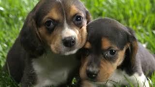 Со Всемирным днем щенков Happy World Puppy Day