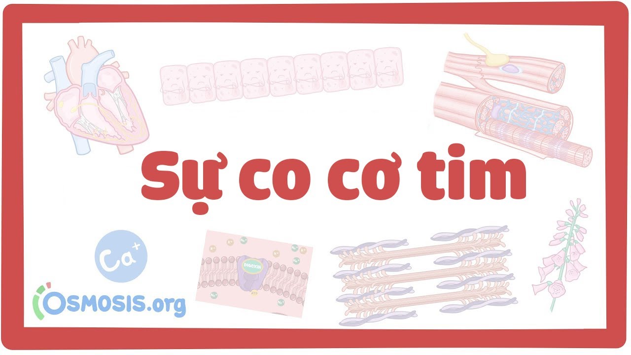 Outline Video Sự co cơ tim