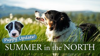 DAILY LIFE in the NORTH | Summertime in Northern Sweden Lapland with PUPPY UPDATE