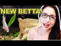 New Betta Fish!  Meet Hippa, Our Newest Betta!!