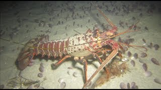 How To Find A Spiny Lobster