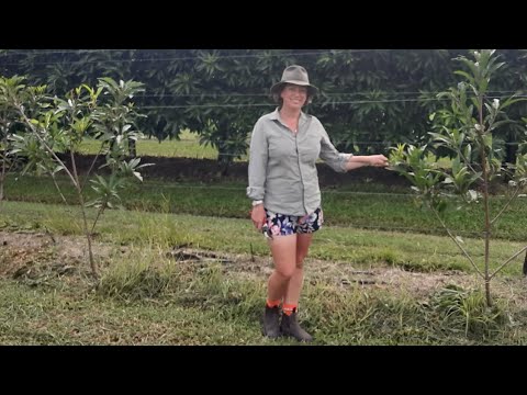 Video: Canistel Tree Care. Իմացեք, թե ինչպես աճեցնել ձվի ծառերը լանդշաֆտում