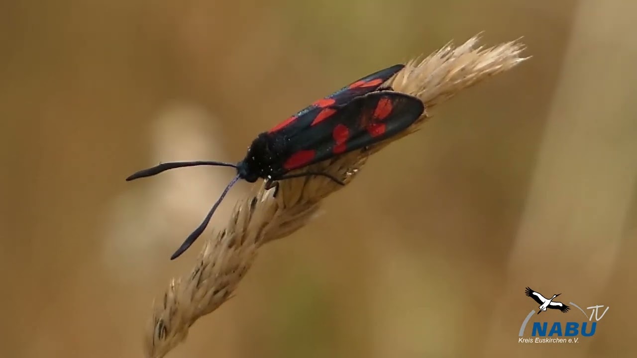 NABU Euskirchen TV  Sechsfleck-Widderchen