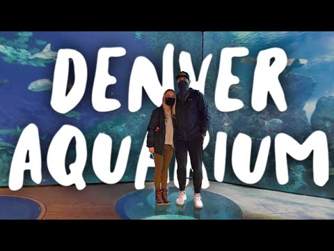 Video: Akuarium Pusat Kota di Denver, Colorado