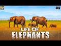 सबसे शक्तिशाली और सबसे ज्यादा चलने वाला जानवर हाथी कि असली दुनिया  | Life Of Elephants