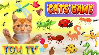 CAT GAMES TOM TV | Ultimate Cat TV Compilation Vol 2 | 3 HOURS | NO ADS  🐝🐞🦋🦎🦜🐜🐭🧵