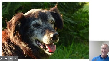 LMSS: Best Practices for Asynchronous Instructional Video Review