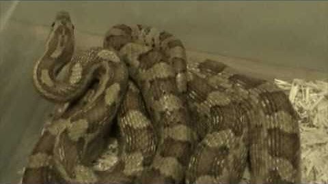 How To Brumate Corn Snakes