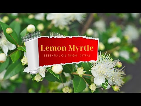 Video: Apa Itu Pokok Myrtle