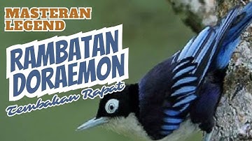 MASTERAN RAMBATAN DORAEMON GACOR SPESIALIS TEMBAKAN RAPAT