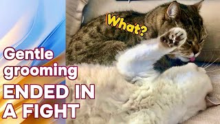 Gentle Grooming of two Cats Ended in a Fight | Episode 3