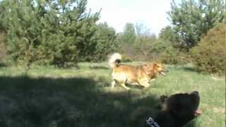 Tvg-9 Buba, Mysz I Rudy Na Leśnej Polanie