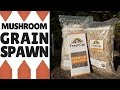 What is Mushroom Grain Spawn?