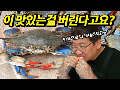 먹을 줄 몰라서 비상사태 선포된 지중해 꽃게, 직접 먹어봤습니다.