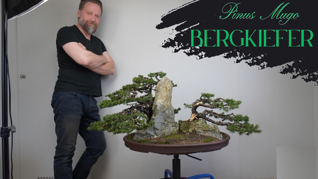 Bonsai Landschaft oder Penjing- Neugestaltung einer Pinus Mugo Landschaft
