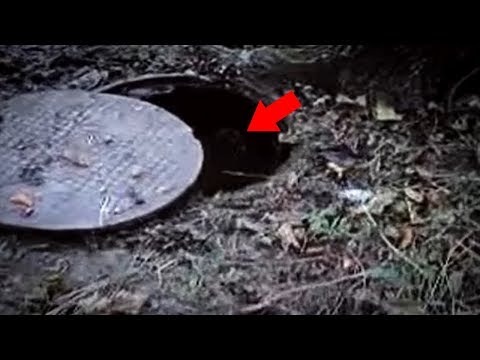 5 Sewer Monsters Caught On Camera & Spotted In Real Life!