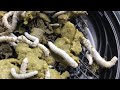 Silkworms from Beastmode Silks! +Q&A
