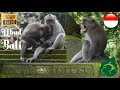 Monkey Forest, Ubud, Bali 🇮🇩 | Sacred Monkey Forest Sanctuary | Hutan Monyet Ubud