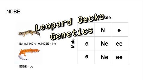 Leopard Gecko Genetics Overview