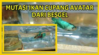 Mutasi Ikan Cupang Avatar, Pecah Warna. Berawal Dari Besgel - Betta Plakad Id