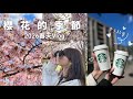終於換北海道賞櫻了/和風奶油義大利麵/一些家庭日碎片
