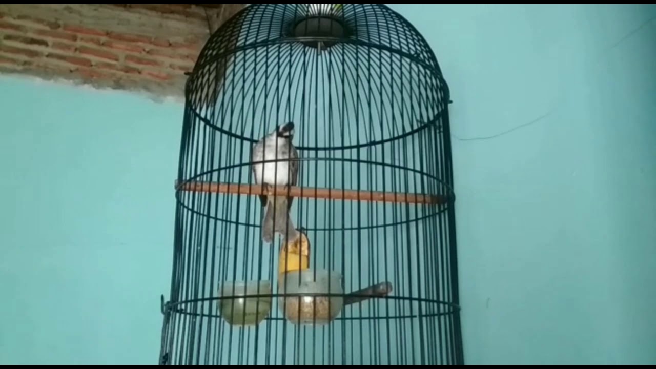 Cara Merawat Burung Trucuk Agar Cepat Ropel Nilung Garuda Youtube
